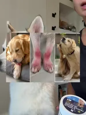 Lo que más me gusta de este suplemento es su fórmula. 💚 Probióticos, omega-3, cúrcuma, calostro y vitamina E trabajando juntos para apoyar el bienestar de Kai desde adentro. #DogHealth #DogWellness #PetCare #TikTokShop #dealsforyoudays 