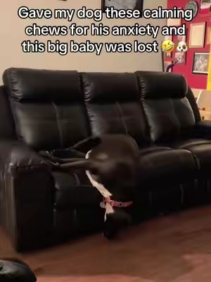 Gave my big baby these calming chews since he is scared of everything on this earth! They really helped him fall asleep but hes so clumsy he fell and had no idea where he was! These calming chews are so good for your dogs in high stress situation and they are Vet approved and have a safe formula! #tiktokpets #dogmom #furbaby #dealsforyoudays #nativepet 
