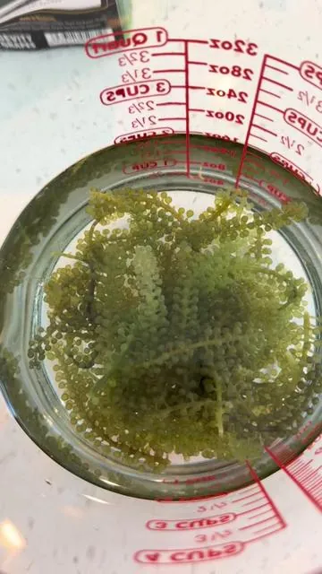 Have you tried seagrapes yet??? #seagrapes #viralseagrapes #viralsnack #trending #tiktokmademebuyit 