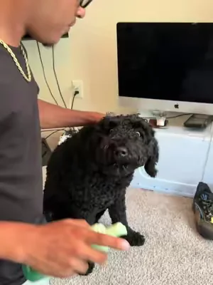 there’s no need to rinse your dogs anymore because this does it for you💯 #dogs #dogtok #fyp #viral #tiktokmademebuyit 
