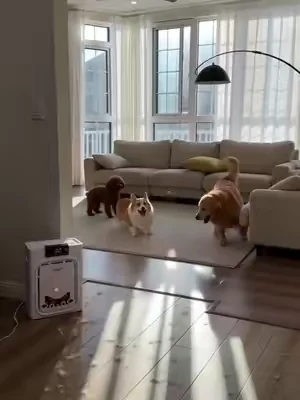 this literally traps pet hair from out of the air,we have three pets!   #PetAirPurifier   #summeressentials #PetHairEverywhere  #CatHealth #Dealsforyoudays   