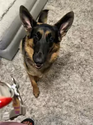 @The Bella Jaxon 🐾 loves her @Springland Pets collar. #gsd #gsdoftiktok #PetsOfTikTok 🐾🦴