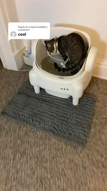 Replying to @rickprime880 very cool that this cleans by itself automatically 24/7/365 #catsoftiktok #cat #kitten #kittycat #catlover 