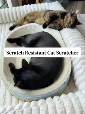 They LOVE this scratcher bed 🥹 #cats #catscratcher #scratcherbed #cattoy #catsoftiktok 