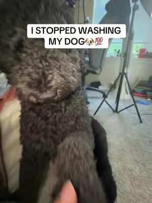 this makes his & my life 10x easier #fyp #dog #viral #tiktokshop #dogtok