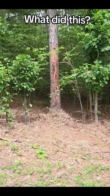 what did this to this tree? What left these claw marks and shavings? was it #cryptid #bigfoot #lightning or a 10' tall foot deer lol