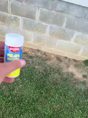 💦 Keep Your Pool Crystal Clear All Season! 💦 Looking for long-lasting chlorine that helps make pool care easier? These 3-inch 99% pure trichlor tablets from @Profeliz Pool Supplies dissolve slowly to provide consistent sanitizing power, and test strips are included so you can quickly check your water without buying extras. ✅ Slow-dissolving 3” tablets ✅ 99% pure trichlor formula ✅ Works for above-ground & inground pools ✅ Test strips included ✅ Free shipping available Don’t wait until the water turns green—stock up now and enjoy a cleaner, clearer pool all summer! 🏊☀️ #poolcare #poolchemicals #pooltok #poolseason #poolmaintenance 