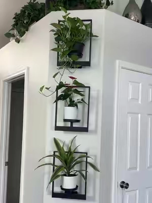 My plants finally have the display they deserve. These hanging frame frames instantly turned a plain wall into a living art gallery, and I’m obsessed with how elegant they look. #HousePlants #PlantStand #HomeDecor #PlantLover #IndoorPlants @Bamworld 