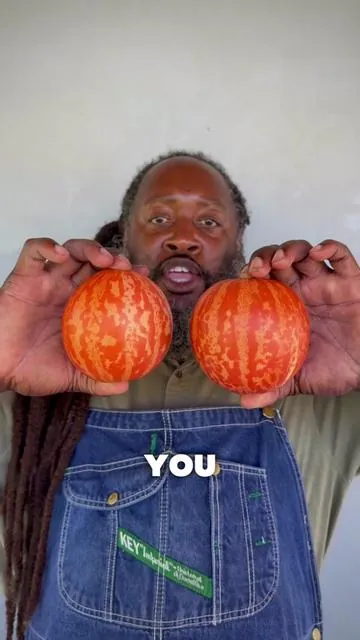 Tigger melon 🍈 with its tiger-like stripes and elegant appearance, Purple Calabash tomatoes 🍅, along with many other unique seeds, will make your garden more eye-catching and beautiful than ever. 🌿🌱 #farm #melon #farmtok #gardening #farmlife 