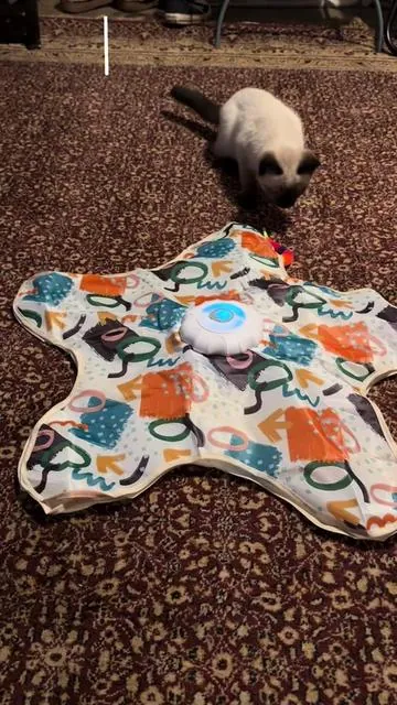 🐦 My cat has officially found their new favorite toy! 😻 This interactive cat toy with realistic bird sounds keeps them entertained, active, and pouncing for hours. If you’re looking for the best cat toy to fight boredom and encourage exercise, this one is a must-have! Would your cat go crazy for this? Let me know their name in the comments! 🐈💬 #InteractiveCatToy #CatToy #BirdToyForCats #CatEnrichment #IndoorCat                    