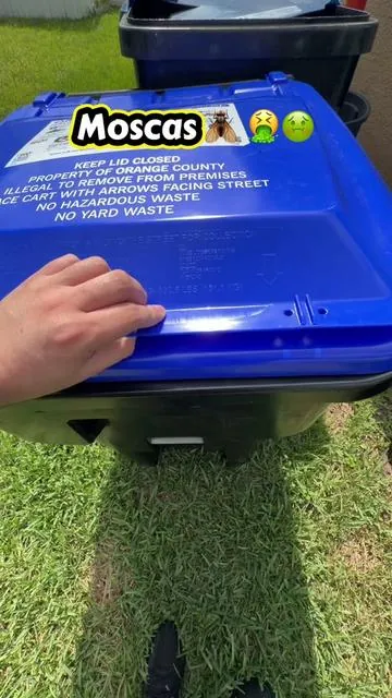 #flyswatter #bugzappers 