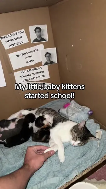 Check out the math stamp I got for the babies❤️❤️❤️Momma cat is doing Soo well 🥺 I’m so proud of her 😩 #mama #kitten #fyp #fypシ #cat 