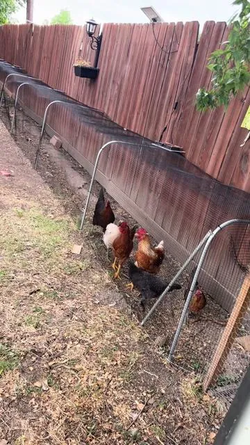 Tela para hacer gallinero #chicken #gallinero #gallinas #home #tiktokshopcreatorpicks 