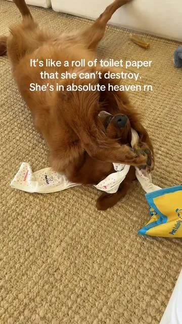 Shes not asking any questions, she genuinely feels like she’s tearing apart toilet paper😂😭 #snuffletoy #goldenretriever 