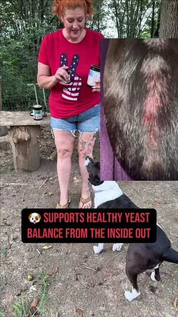🐶 This is exactly why I always say to look beyond the symptoms. I spent so much time trying different shampoos, changing food, and treating the itching…until I started supporting my dog’s yeast balance from the inside out. These @Carmelie Store Yeast Infection Relief Chews are made with natural ingredients, they’re chicken flavored, and my dogs think they’re getting a treat. 💛 They’re on sale right now with free shipping, so if you’ve been thinking about trying them, now’s a great time. #SummerWins #DogTok #DogHealth #DogSupplements 
