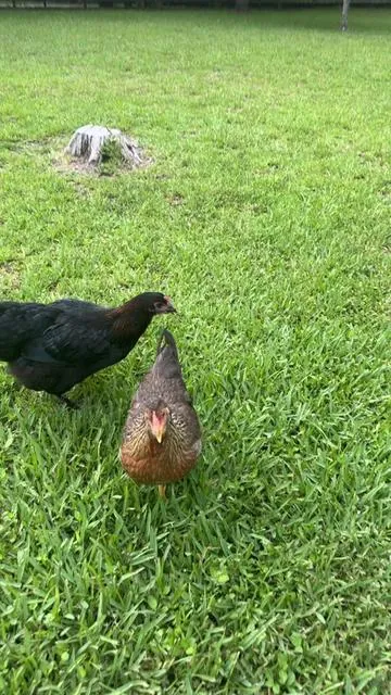 #chickens #mites #chickenmites #chickencare #healthychickens 