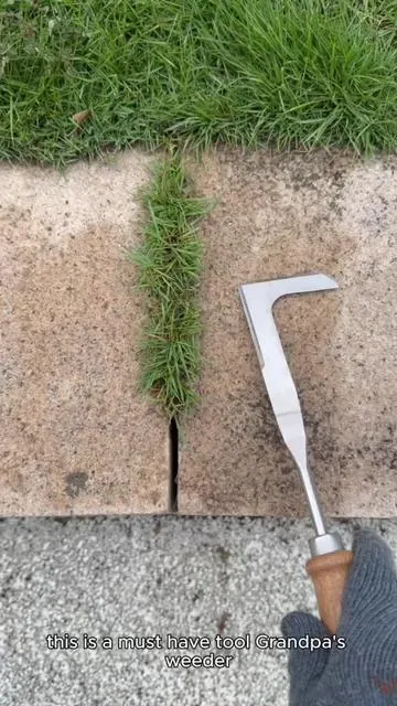 Do you still use butter knife and screwdriver for this type grass in crevice? #crevicetool#magictools#drivewaycracksgrass#DealsforYouDays#summerwins