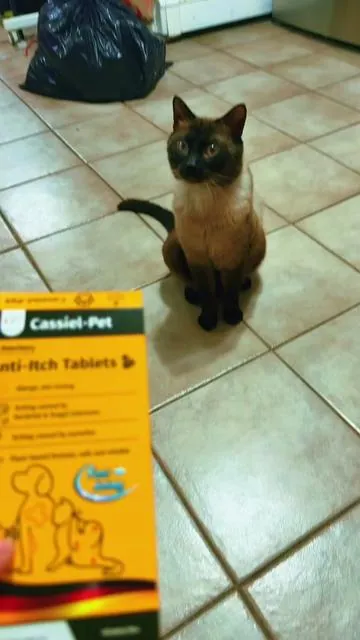 @Sin miedo al éxito @Sin miedo al éxito✌️ @teamgricelda #cat #toy 