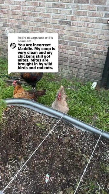 Replying to @JagsFans #16 #chickencare #chickenfarmer #chickens #mites 