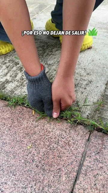 Si las grietas de tu entrada se ven así, todo el mundo lo nota, y no pienso arrodillarme para quitar estas malas hierbas. #CrackWeeder #DrivewayCracks #WeedsInCracks #GardenHack #OddlySatisfying