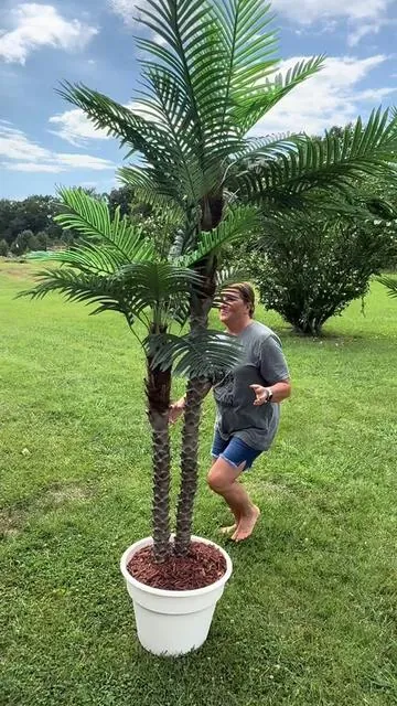 #palm #tree #outdoors #beautiful #tiktok 
