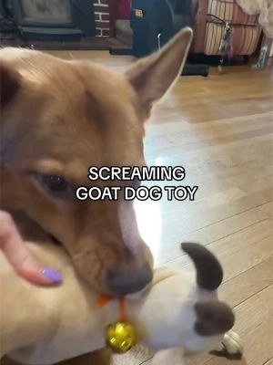 My German shepherd is the only one who like toys out of all my dogs lol #germanshepherd #dogtoys #screaminggoattoy #dogtoy #gsd 