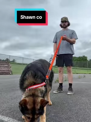 This completely changed his behavior #dog #dogharness 