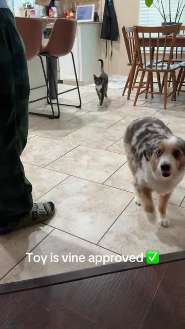 Turn up then, vine 🤘🏼  #rescuecat #catniptoy #tiktokshop #teamworkchallenge #f4f 