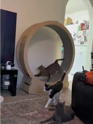 Our favorite cat product in the whole world 😻🌎❤️‍🔥 #cats #catsoftiktok #catlover #cattok #PetsOfTikTok 