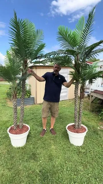 #palm #tree #outdoors #beautifull #fyp 