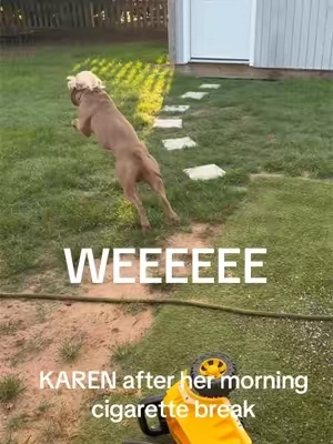 Oh KAREN… #fyp #dog #pitbull #funny #tiktokshop 