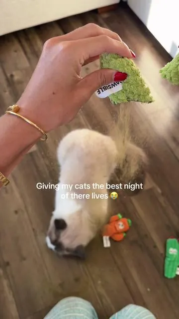 Finally a catnip toy that’s actually worth my money 😭 NO FAKE FILLER HERE BABY 😆😆 #catnip #catniptoy #catsoftiktok #funnycatvideos #nocciolatoys 