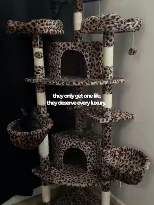 their favorite place to be <3 #leopardprint #cattree #catsoftiktok #catlover #leopard 
