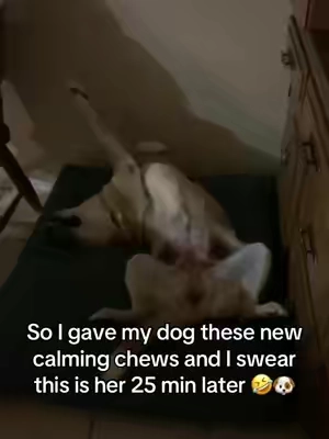 I got these calming chews for my dog and I they worked so well! My vet recommended them for the thunderstorms and fireworks since she gets easily frightened. I highly recommend native pet to all dog owners whose dog gets scared of loud noises or if they have anxiety! #tiktokpets #furbaby #dogmom #cutedog #nativepet 