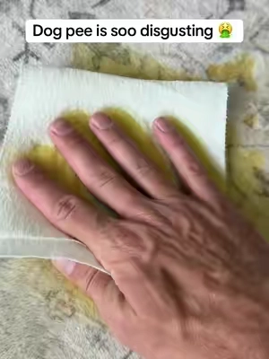 The way it pulls stains right out.. #sharkstainforce #stainremover #staincleaner #carpetcleaner #petstains 