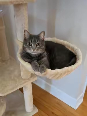 This cat tree is insanely beautiful and so affordable 😺🤍 #tiktokshopsummersale #cattower  #cattree  #catsoftiktok #cat 