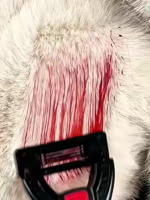 If you want a super bald puss😺 #BikinTrimmer#hygienetips#TiktokMadeMeBuyit #TikTokShopStockUp #WeeklyDeal#SummerWins #tiktokshopmemorialday #DealsForYouDays 