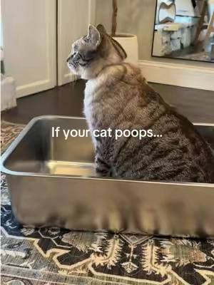 If your cat poops… this stainless steel litter box is large cat friendly. Leo weighs 23 lbs, so finding a litter box big enough has always been a challenge. 😂 It comes with the litter box, a high-sided top to help prevent litter from being kicked out, a litter-catching mat, and a jumbo scoop. #litterbox #catlitterbox #stainlesssteellitterbox #catsoftiktok #catlover 
