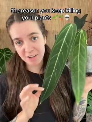 The BEST clear pots!!!! #houseplants #rareplants #planttiktok #plantcare 