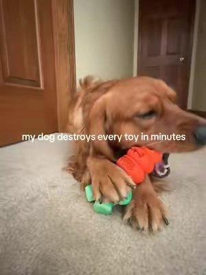 Niko is very picky but he LOVES his carrot toy!! #dog #dogtoy #aggressivechewer #indestructabledogtoy 