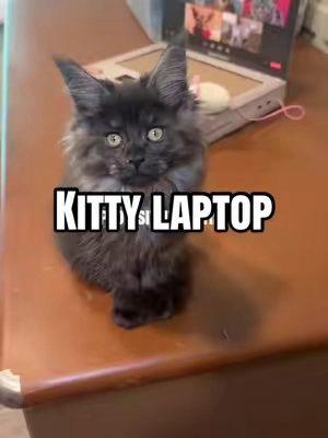 laptop cat? Your Kitty needs this cat toy scratch post in the form of a laptop! It’s the cutest cat toy ever! #catsoftiktok#cattoy @Relatable