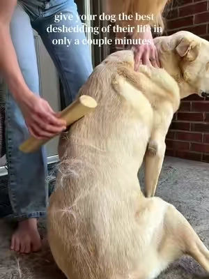 (He’s not hurt or scared. He had a back injury several years ago that makes his back end wonky)  This is hands down the best deshedding brush. If you need to groom your dog at home or you are a dog groomer - you can’t beat this dog deshedding brush!  #dogs #pethair #shedding 