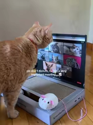 my cat is in his corporate WFH era 💻 #cattok #catsoftiktok #summerwins #catscratcher 