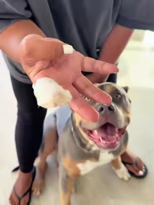 Honestly it’s the easiest way to clean out her ears. Allows you to get deep in there and get rid of all the gunk. Clean ears = less trips to the vet #dogsoftiktok 