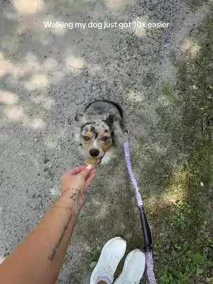 Australian shepherd approved 👍🏼 #handsfree #dog #dogleash #dogwalk #miniaussie 