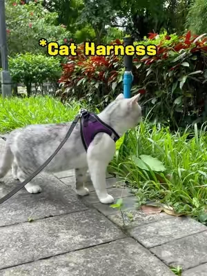 POV: Your cat is more than a pet… they’re your adventure buddy 🐾🌎 #catsoftiktok #catlife #Cat harness #felinefun #fyp #tiktokshopsummersale