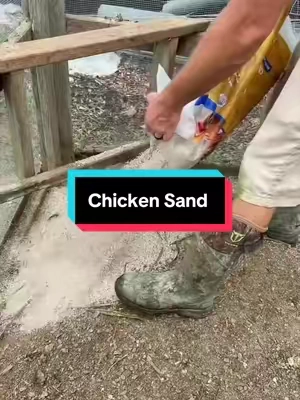 Chicken sand for your chicken runs #homesteaders #chickencoop #backyardchickens #chickensoftiktok🐔 #homesteading 