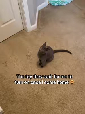 This should be a toy that is supervised as they play! #cattoy #toysforcats #interactivecattoy #catplaying #catmusthaves 