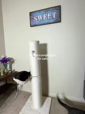 I didn’t realize how much my cat *needed* this until now. 😻 This tall cat scratching post is officially their new favorite spot—it’s over 49 inches tall, so they can stretch, scratch, and play all day. Plus, the bed? Endless entertainment.  It’s funny how something so simple can make such a difference. My furniture is safe (finally), and my cat gets their exercise in without taking over the whole apartment. Win-win. 🐾  If you’ve got an indoor cat, this is such a game-changer. Compact, sturdy, and perfect for keeping them happy and healthy.  @Made4pets-us  #CatScratchingPost  #catsoftiktok  #CatToy  #catmom #CatExercise  
