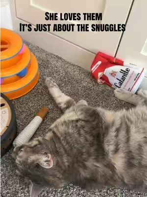 Brissy is so funny, she loves these Catarettes which crack me up to no end, but she just shoved her forehead into them.  @Potaroma Pets #cattoys #catsoftiktok #tabbycat #fatcat 